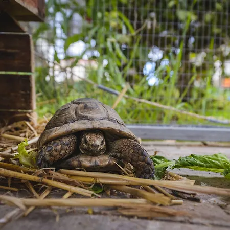 哈德乔斯山谷酒店 别墅 马佐托斯