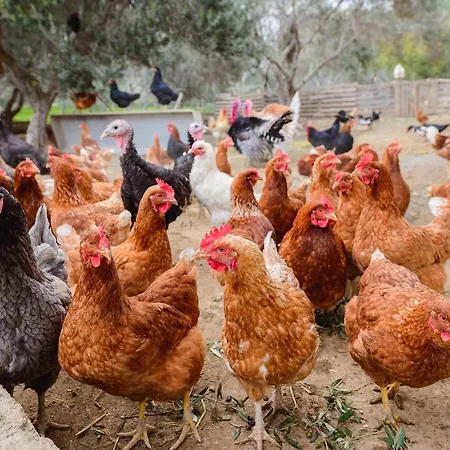 别墅 哈德乔斯山谷酒店 *