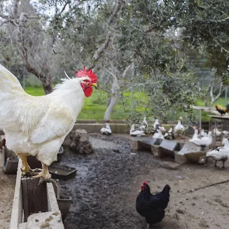 Hadjios Valley شاطئ مازوتوس