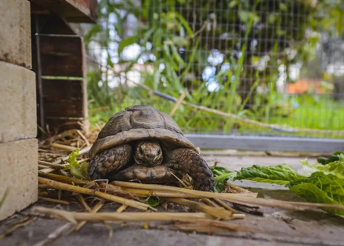 Hadjios Valley ヴィラ マゾトス